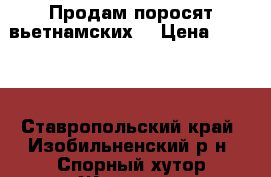 Продам поросят вьетнамских. › Цена ­ 1 200 - Ставропольский край, Изобильненский р-н, Спорный хутор Животные и растения » Другие животные   . Ставропольский край